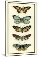 Butterfly Collector VI-Chariklia Zarris-Mounted Art Print