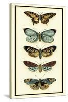 Butterfly Collector VI-Chariklia Zarris-Stretched Canvas