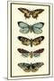 Butterfly Collector VI-Chariklia Zarris-Mounted Art Print