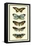 Butterfly Collector VI-Chariklia Zarris-Framed Stretched Canvas