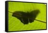 Butterfly, Costa Rica-null-Framed Stretched Canvas