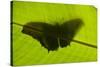 Butterfly, Costa Rica-null-Stretched Canvas