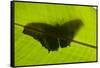 Butterfly, Costa Rica-null-Framed Stretched Canvas