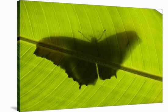 Butterfly, Costa Rica-null-Stretched Canvas