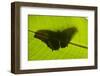 Butterfly, Costa Rica-null-Framed Photographic Print