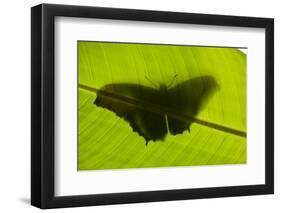 Butterfly, Costa Rica-null-Framed Photographic Print