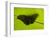 Butterfly, Costa Rica-null-Framed Photographic Print