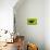 Butterfly, Costa Rica-null-Mounted Photographic Print displayed on a wall