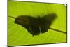 Butterfly, Costa Rica-null-Mounted Photographic Print