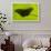 Butterfly, Costa Rica-null-Framed Photographic Print displayed on a wall