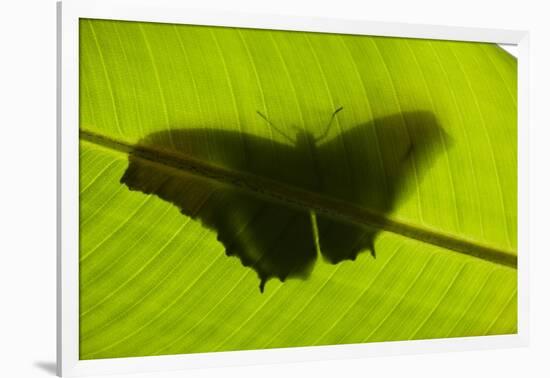 Butterfly, Costa Rica-null-Framed Photographic Print