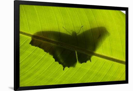 Butterfly, Costa Rica-null-Framed Photographic Print