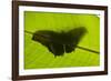 Butterfly, Costa Rica-null-Framed Photographic Print