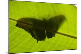 Butterfly, Costa Rica-null-Mounted Photographic Print