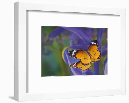 Butterfly, Danaus chrysippus, reflection along with blue Dutch iris-Darrell Gulin-Framed Photographic Print