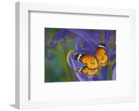 Butterfly, Danaus chrysippus, reflection along with blue Dutch iris-Darrell Gulin-Framed Photographic Print