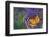 Butterfly, Danaus chrysippus, reflection along with blue Dutch iris-Darrell Gulin-Framed Photographic Print