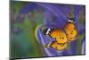 Butterfly, Danaus chrysippus, reflection along with blue Dutch iris-Darrell Gulin-Mounted Photographic Print