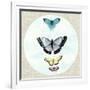 Butterfly Daydream II-Naomi McCavitt-Framed Art Print