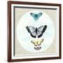 Butterfly Daydream II-Naomi McCavitt-Framed Art Print