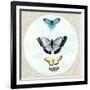 Butterfly Daydream II-Naomi McCavitt-Framed Art Print