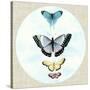 Butterfly Daydream II-Naomi McCavitt-Stretched Canvas