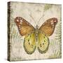 Butterfly Daydreams-C-Jean Plout-Stretched Canvas