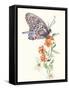 Butterfly Design 1-Judy Mastrangelo-Framed Stretched Canvas