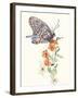 Butterfly Design 1-Judy Mastrangelo-Framed Giclee Print