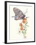 Butterfly Design 1-Judy Mastrangelo-Framed Giclee Print