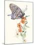 Butterfly Design 1-Judy Mastrangelo-Mounted Giclee Print