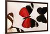 Butterfly Display. Santa Fe, New Mexico. Usa-Julien McRoberts-Framed Photographic Print