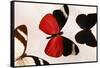 Butterfly Display. Santa Fe, New Mexico. Usa-Julien McRoberts-Framed Stretched Canvas