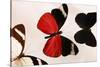 Butterfly Display. Santa Fe, New Mexico. Usa-Julien McRoberts-Stretched Canvas