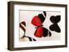 Butterfly Display. Santa Fe, New Mexico. Usa-Julien McRoberts-Framed Photographic Print