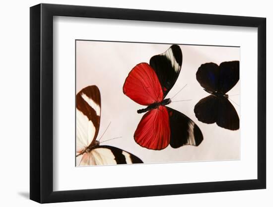 Butterfly Display. Santa Fe, New Mexico. Usa-Julien McRoberts-Framed Photographic Print