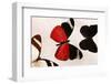 Butterfly Display. Santa Fe, New Mexico. Usa-Julien McRoberts-Framed Photographic Print