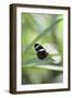 Butterfly, Doris Passionsfalter, Heliconius Doris, sits on leaves-Alexander Georgiadis-Framed Photographic Print