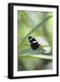 Butterfly, Doris Passionsfalter, Heliconius Doris, sits on leaves-Alexander Georgiadis-Framed Photographic Print