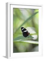 Butterfly, Doris Passionsfalter, Heliconius Doris, sits on leaves-Alexander Georgiadis-Framed Photographic Print