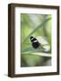 Butterfly, Doris Passionsfalter, Heliconius Doris, sits on leaves-Alexander Georgiadis-Framed Photographic Print