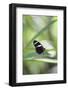 Butterfly, Doris Passionsfalter, Heliconius Doris, sits on leaves-Alexander Georgiadis-Framed Photographic Print