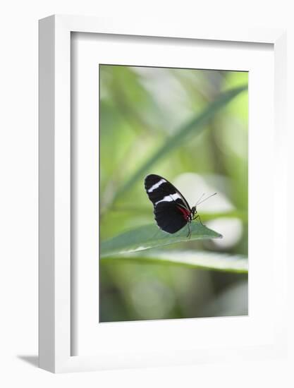 Butterfly, Doris Passionsfalter, Heliconius Doris, sits on leaves-Alexander Georgiadis-Framed Photographic Print