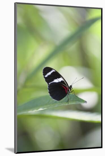 Butterfly, Doris Passionsfalter, Heliconius Doris, sits on leaves-Alexander Georgiadis-Mounted Photographic Print