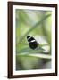 Butterfly, Doris Passionsfalter, Heliconius Doris, sits on leaves-Alexander Georgiadis-Framed Photographic Print