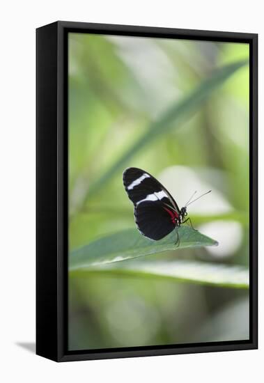 Butterfly, Doris Passionsfalter, Heliconius Doris, sits on leaves-Alexander Georgiadis-Framed Stretched Canvas