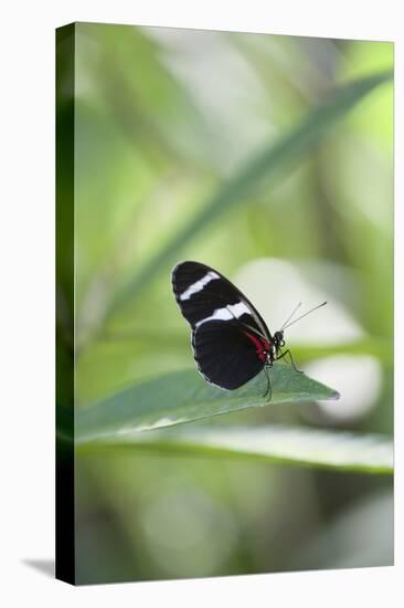 Butterfly, Doris Passionsfalter, Heliconius Doris, sits on leaves-Alexander Georgiadis-Stretched Canvas