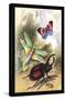 Butterfly, Dragonfly, and Beetles-James Duncan-Stretched Canvas