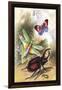 Butterfly, Dragonfly, and Beetles-James Duncan-Framed Art Print