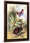 Butterfly, Dragonfly, and Beetles-James Duncan-Framed Art Print